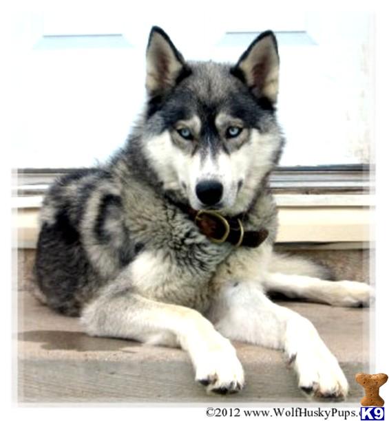 PUPS PRICED FROM $600-$1200